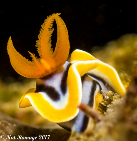 Nudibranch, Pemuteran, Bali, Indonesia