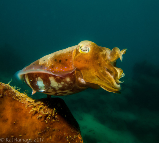 Cuttlefish, Temple Garden, Pemuteran, Bali, Indonesia, Underwater photo