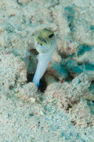 Yellow-headed jawfish with eggs, Sunset House, Grand Cayman, Cayman Islands