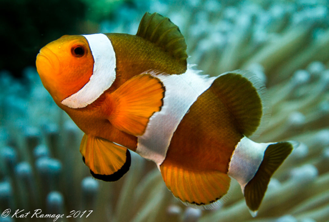 Bali, Box Reef, false clown anemonefish (Amphiprion ocellaris), Indonesia, Menjangan