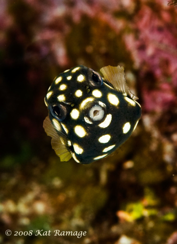 smooth trunkfish (Lactophrys triqueter), Sunset House, Cayman Islands
