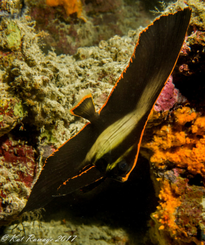 Bali, Box Reef, Pinnate batfish, (Platax pinnatus), Menjangan, Indonesia