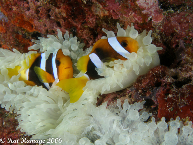 Blackback anemonefish, anemone, bleaching, Solomon Islands