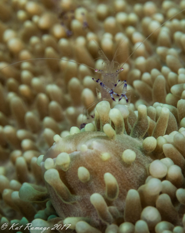 Napoleon Reef, Pemuteran, Bali, Indonesia, cleaner shrimp