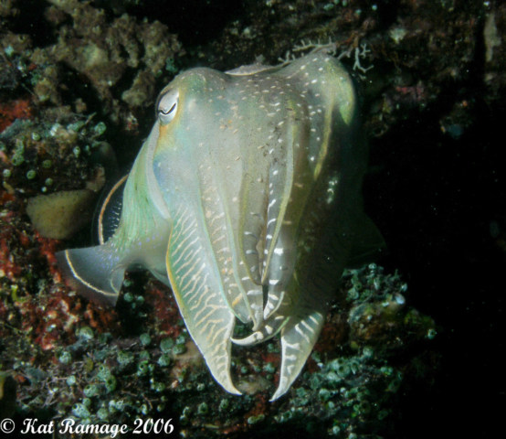Cuttlefish, Sepia latimanus, Solomon Islands