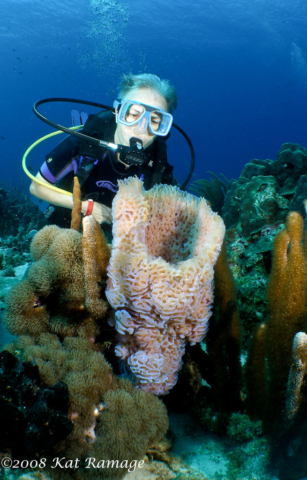 Azure vase sponge, Curacao, diver