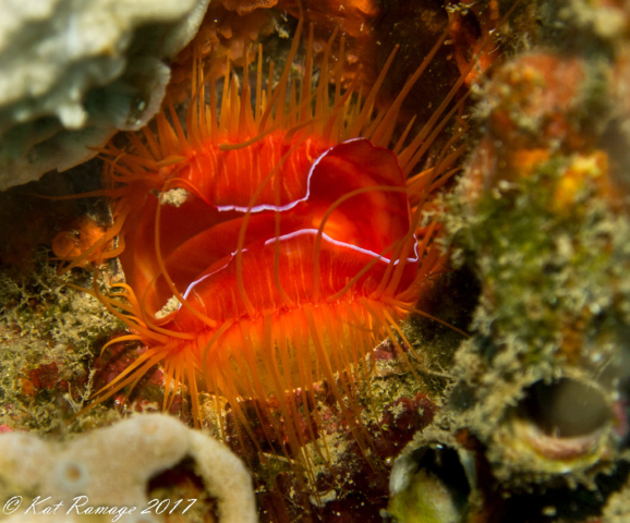 Bali, Coral Bommie, Indonesia, Pemuteran, Scallop-flame (Ctenoides ales)
