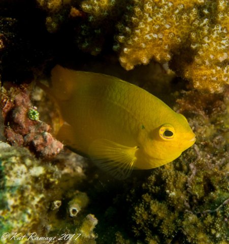 Bali, Coral Bommie, Damselfish-golden (Amblyglyphidodon aureus), Pemuteran, Indonesia