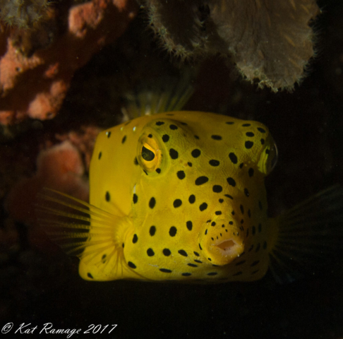 Indonesia, juvenile boxfish (Ostracion cubicus), Menjangan, Pos II, Bali