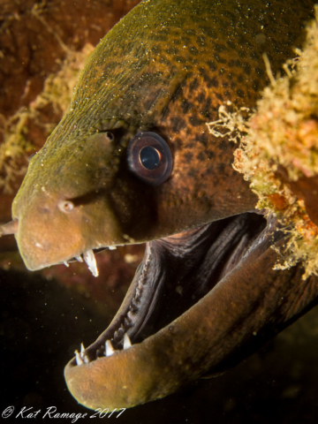 Moray eel, Close Encounters, Pemuteran, Bali, Indonesia