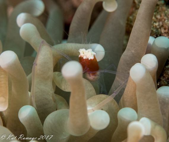 mushroom coral ghost shrimp (Cuapetes kororensis), Pemuteran, Close Encounters, Bali