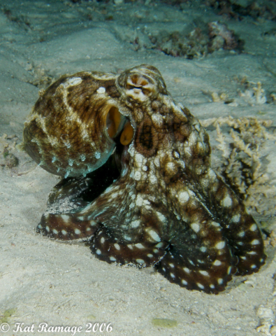 Octopus, Solomon Islands