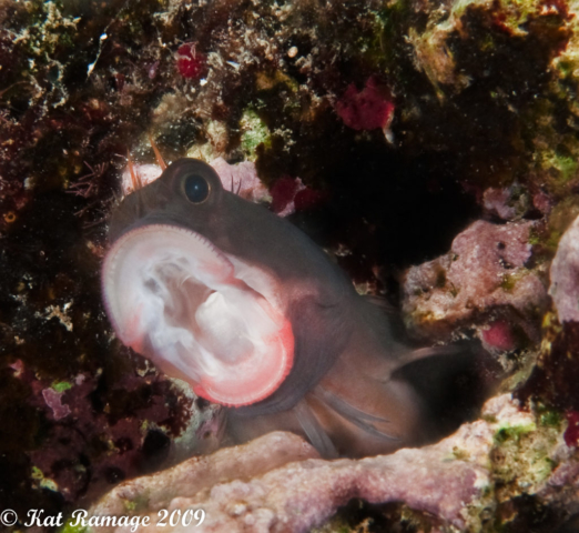 Red-lipped blenny, Sunset House, Cayman Islands