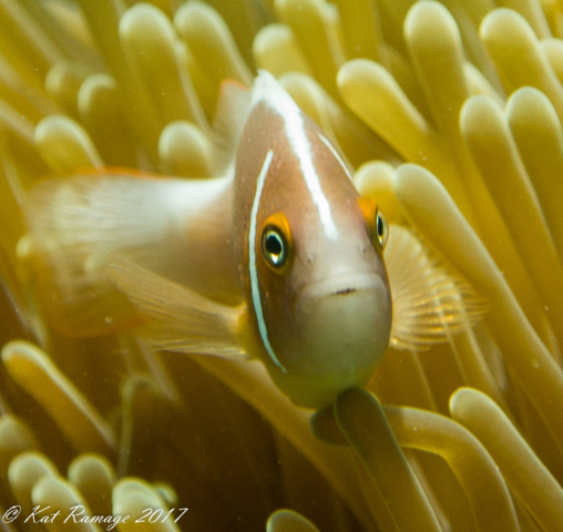 Indonesia, Menjangan, pink anemonefish (Amphiprion perideraion), Bali, Box Reef