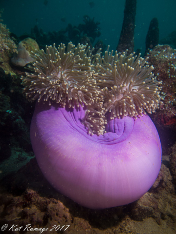 Anemone, Indonesia, Napoleon's Reef, Pemuteran, Bali