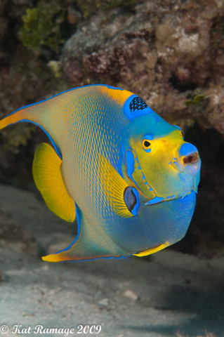 Queen angelfish, Cayman Islands, Hammerhead hole