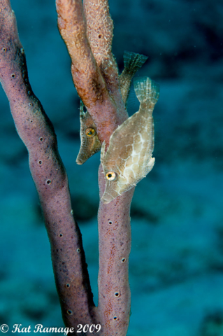 Slender filefish, Monacanthus tuckeri, Cayman Islands, Sunset House