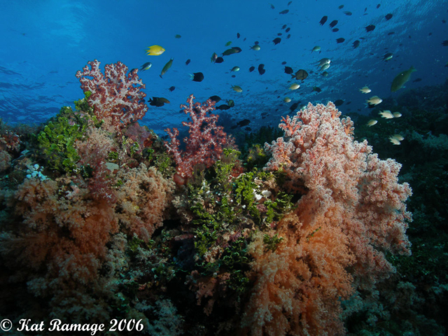 Soft coral, Solomon Islands