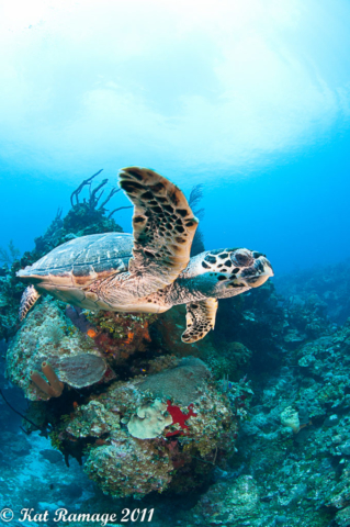 Hawksbill turtle, Cayman Islands