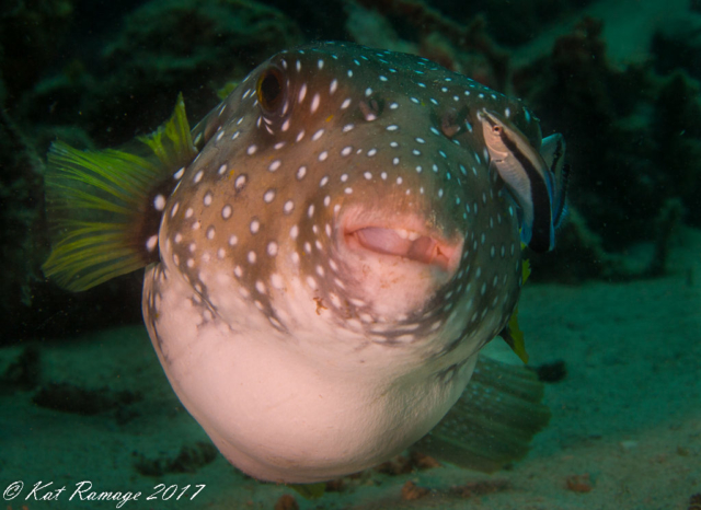 white-spotted puffer (Arothron hispidus), Coral Bommie, Pemuteran, Bali, Indonesia