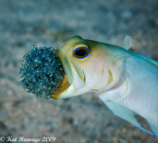 Yellow-headed jawfish with eggs, Sunset House, Grand Cayman, Cayman Islands