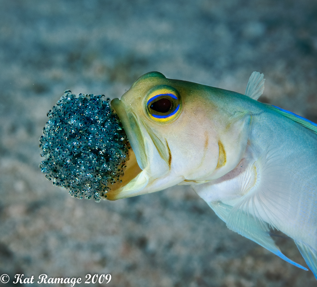 Yellow headed jawfish spitting out eggs-
