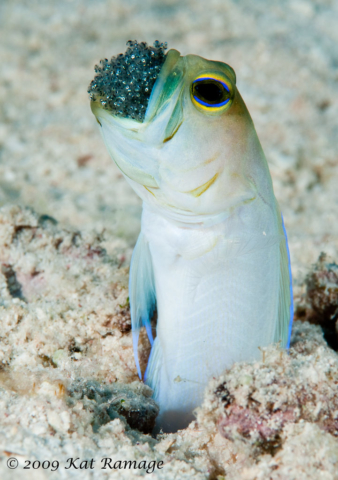 Yellow-headed jawfish, eggs, Sunset House, Cayman Islands