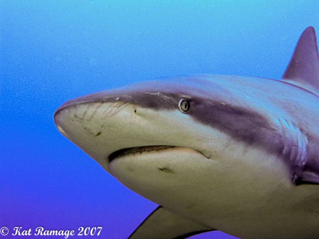 shark, Roatan, Honduras
