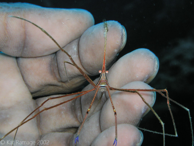 Arrow crab, Bonaire, underwater photo