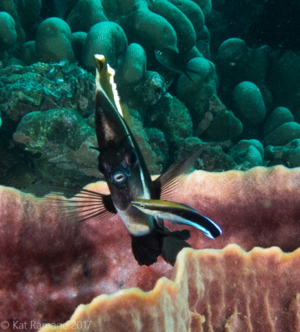 Bannerfish, cleaner wrasse, Coral Bommie, Pemuteran, Bali, Indonesia, UW photos