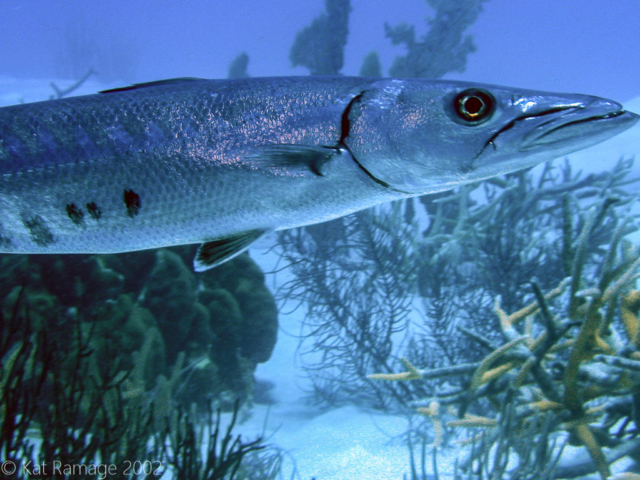 Barracuda, Bonaire, Underwater Photo