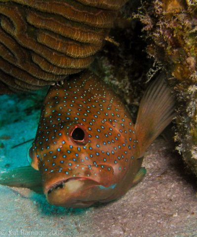 Blue spotted coney, Belize, Underwater Photo