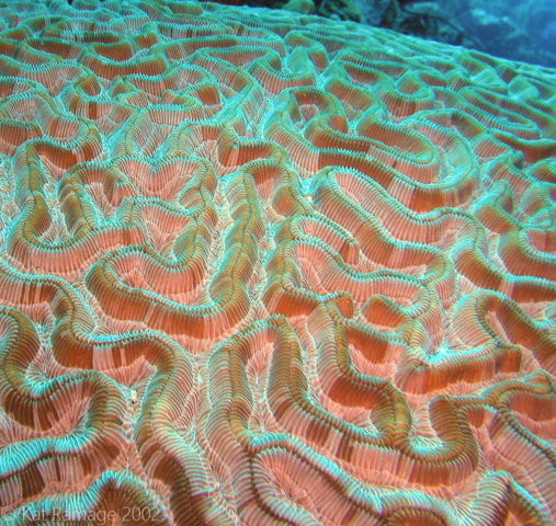 Brain coral, Bonaire, Underwater Photo