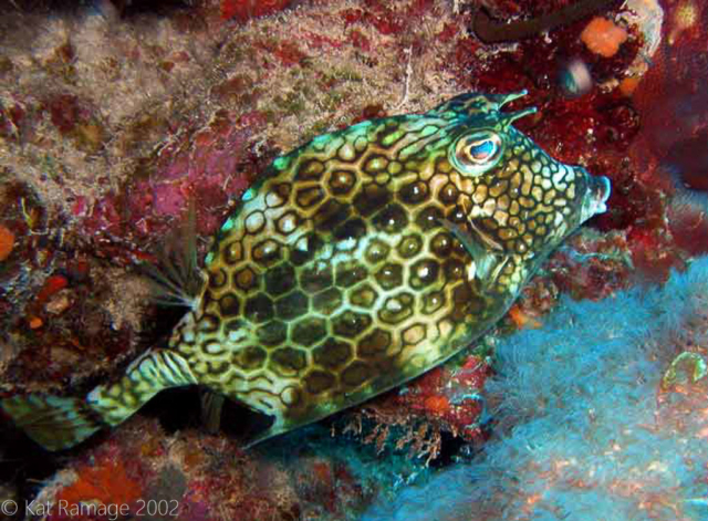 Honeycomb cowfish, Bonaire, Underwater Photo