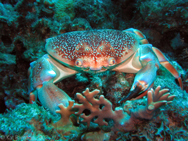 Crab, Bonaire, Underwater Photo