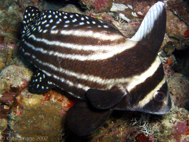 Spotted drum, Bonaire, Underwater Photo