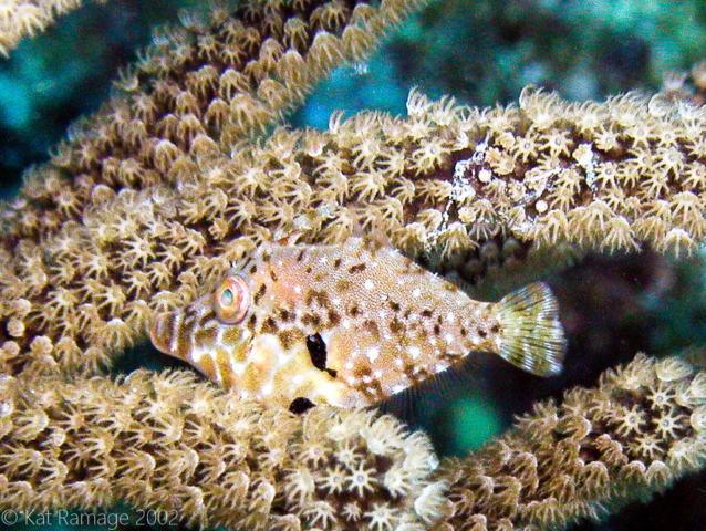 Filefish, Bonaire, Underwater Photo