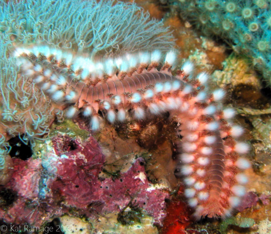 Fireworm, Bonaire, Underwater Photo