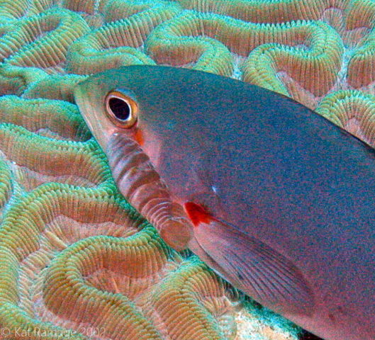 Isopod parasite, Bonaire, Underwater Photo