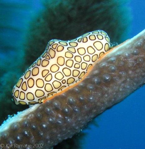 Flamingo tongue slug, Bonaire, Underwater Photo