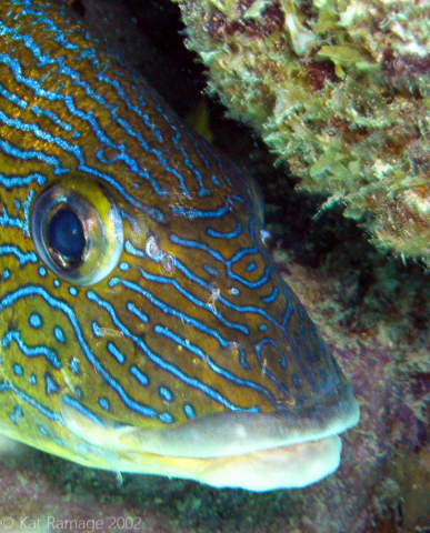 French grunt face, Bonaire, Underwater Photo