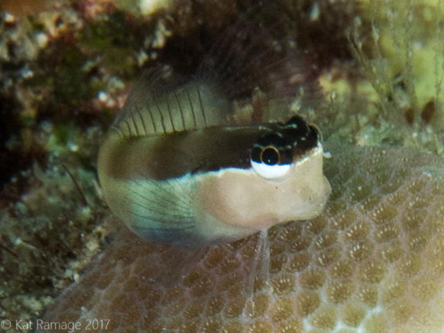 Goby, Napoleon Reef, Pemuteran, Bali, Indonesia, UW photos