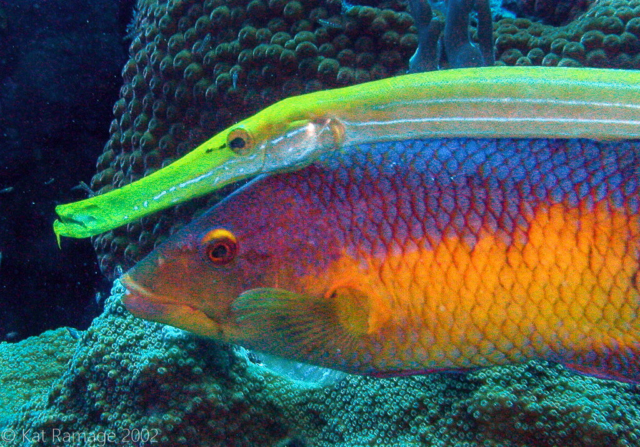 Yellow trumpetfish shadow-hunting with Spanish hogfish, Bonaire, Underwater Photo