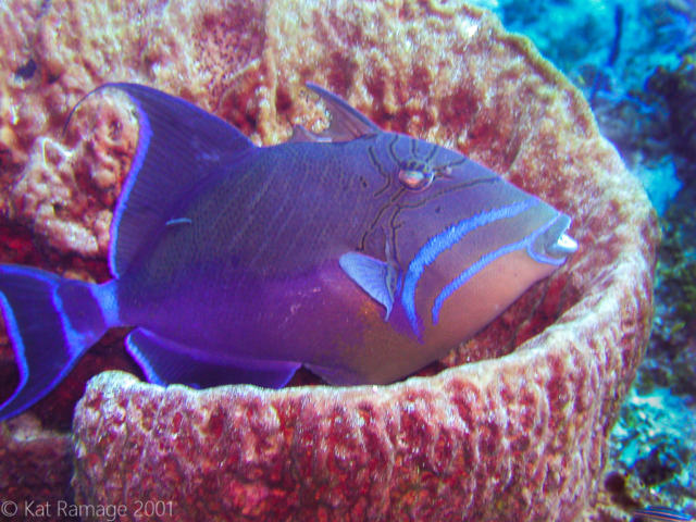 Queen Triggerfish, Barrel sponge, Cozumel, Mexico, Underwater Photo