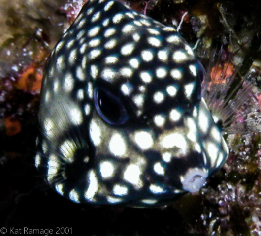 Juvenile smooth boxfish, Cozumel, Mexico, Underwater Photo