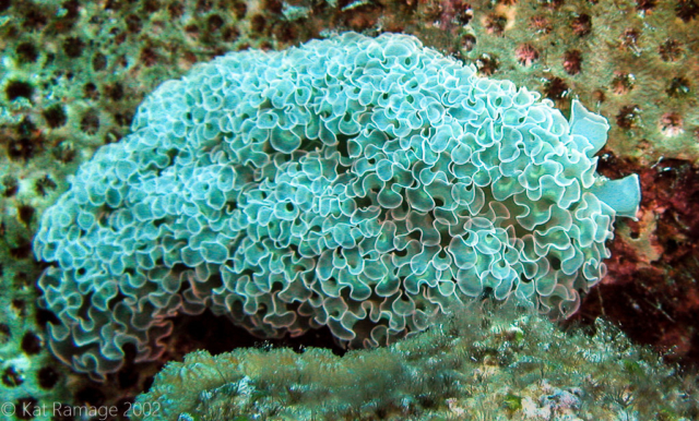 Lettuce leaf nudibranch, Bonaire, Underwater Photo