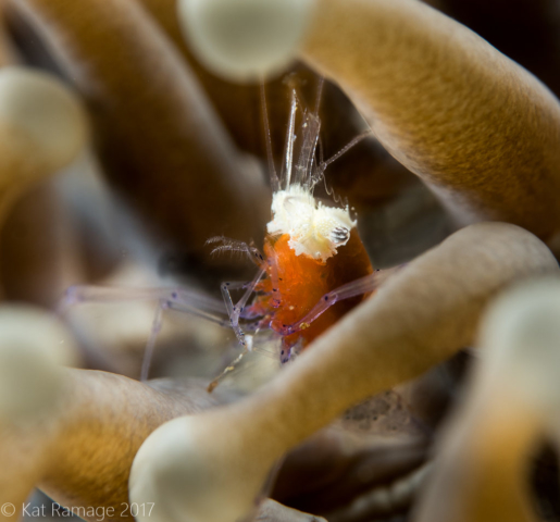 Mushroom coral ghost shrimp, anemone, Midway, Pemuteran, Bali, Indonesia, Underwater photo