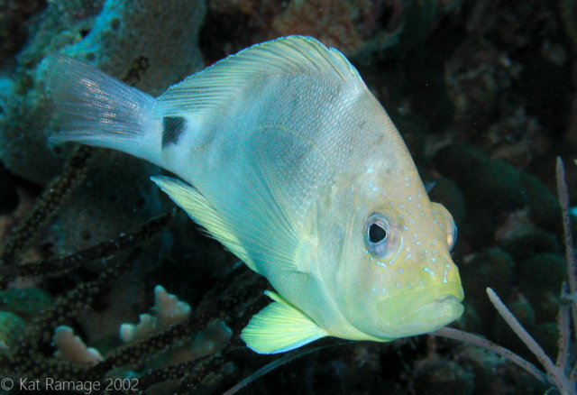 Butter hamlet, Bonaire, Underwater Photo