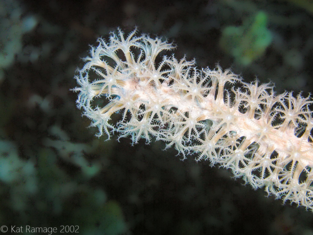 Octocoral, Belize, Underwater photo