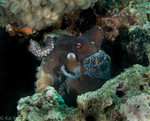 Octopus, Midway, Pemuteran, Bali, Indonesia, Underwater photo
